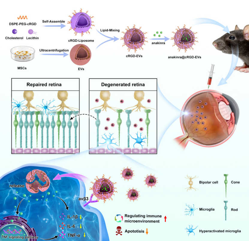 新技术报道 | 武大人民医院沈吟团队研发工程化细胞外囊泡促进视网膜变性疾病的靶向修复