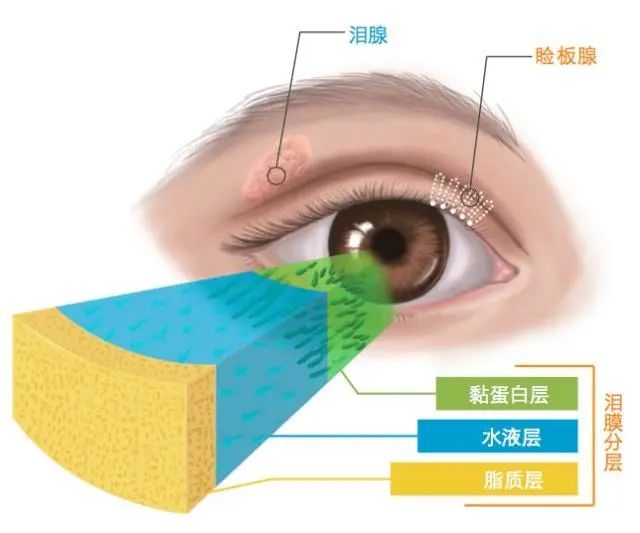 秋风瑟瑟，眼睛干涩怎么办？——秋季护眼攻略大揭秘！