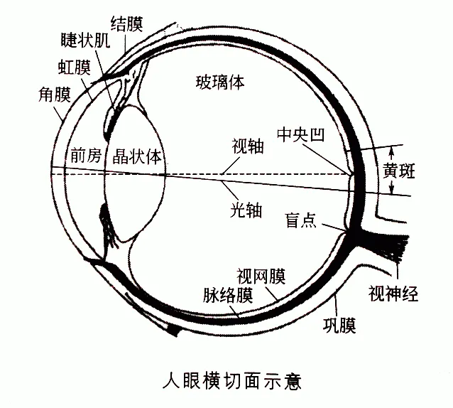 8b2dbb83b4de079ec431a7b66df12d1.png