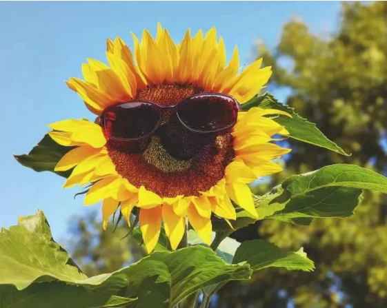 2bb4ce1079a3fd7f84db4d0d2bfae39.png