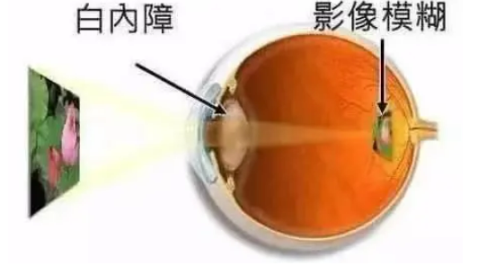 ec8686f38f3c432551ed574c3cfeed5.png